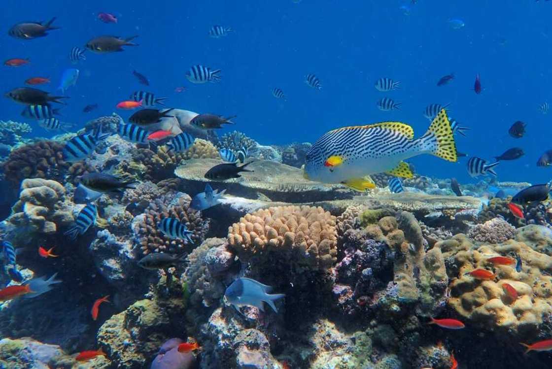 The Great Barrier Reef is the world's largest living structure, visible from space The Great Barrier Reef is the world's largest living structure, visible from space