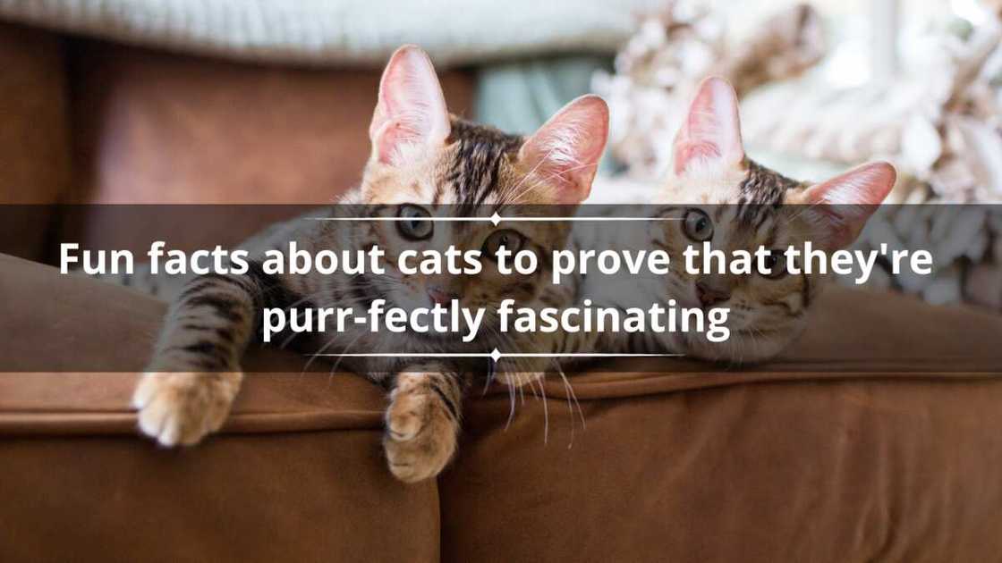 A pair of cute playful Bengal kittens laying on a leather sofa indoors A pair of cute playful Bengal kittens laying on a leather sofa indoors