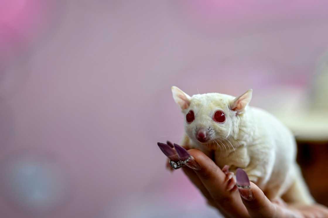 Exotic pets remain popular in China, particularly among young people