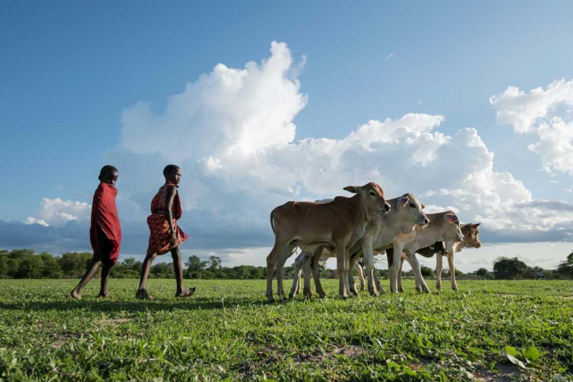 Experts and NGOs have dismissed VW's scheme as "greenwashing", saying it does little to improve the environment