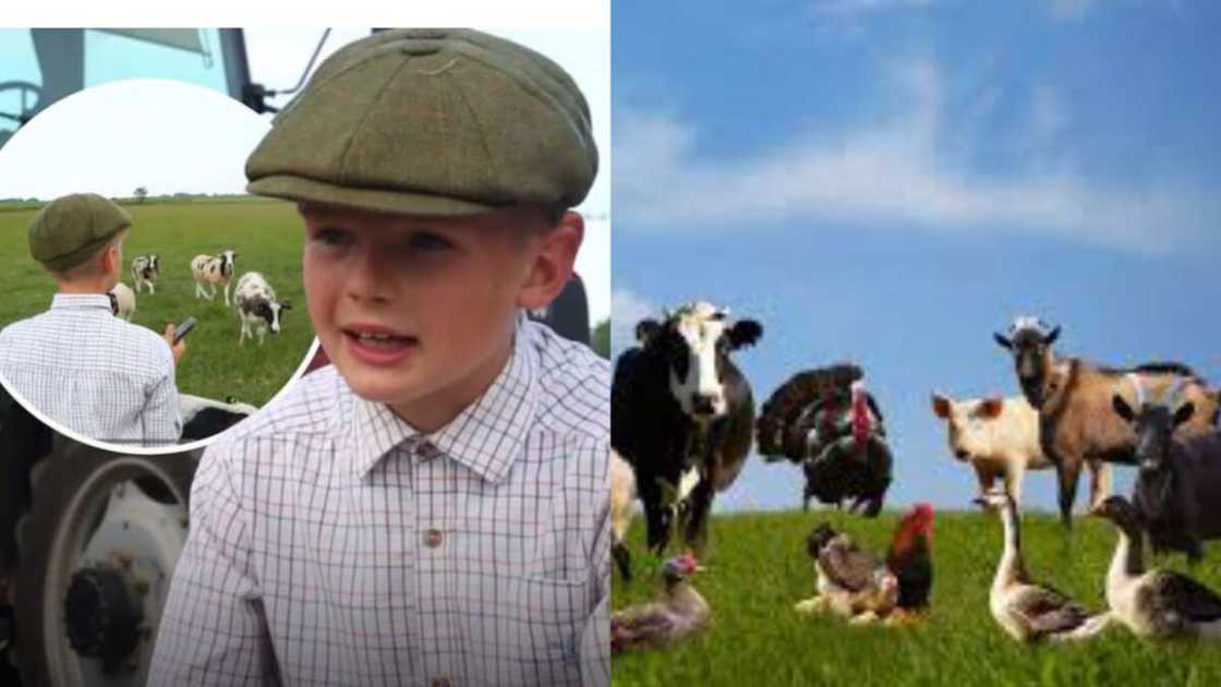 Images of animal and the little boy Images of animal and the little boy