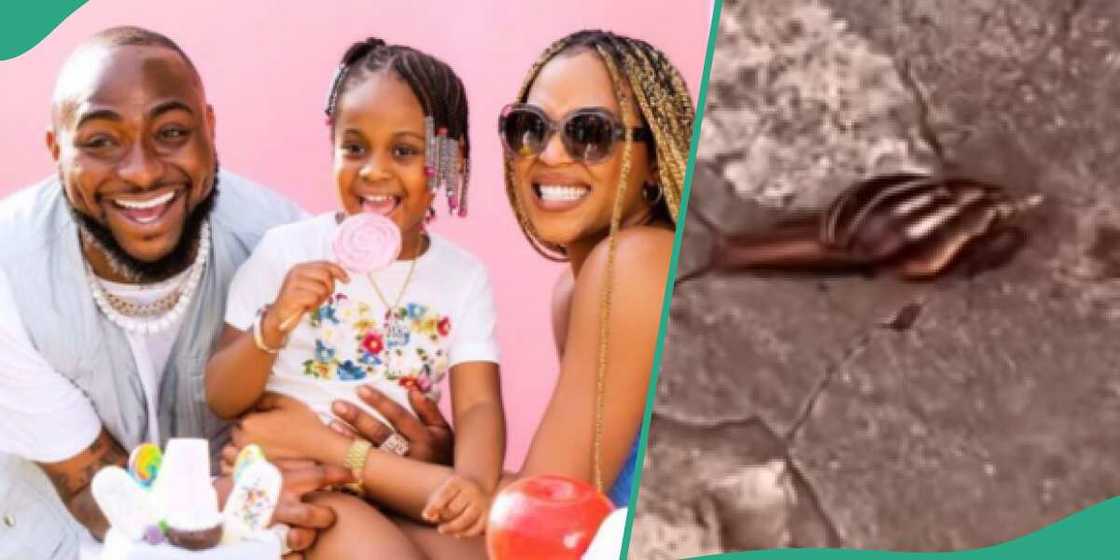 Davido's daughter Hailey gushes as she sees snail