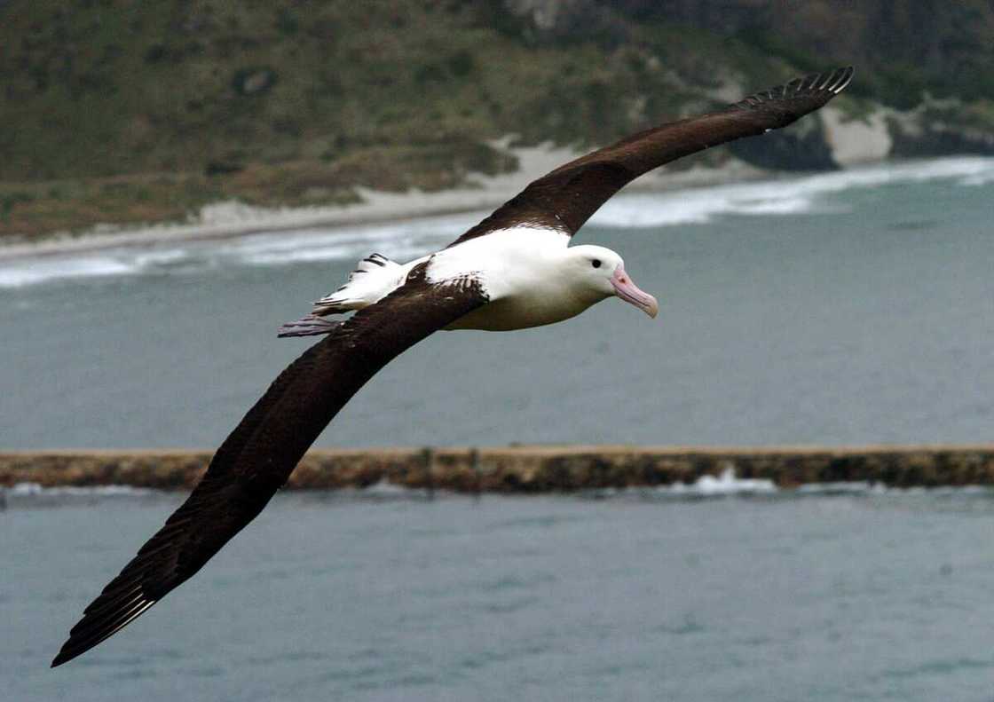 birds that mate for life birds that mate for life