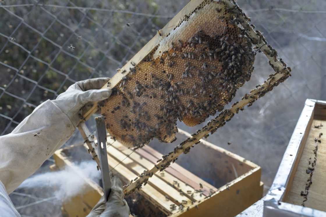It costs about 150,000 Kenyan shillings ($1,100) to install hive fences It costs about 150,000 Kenyan shillings ($1,100) to install hive fences