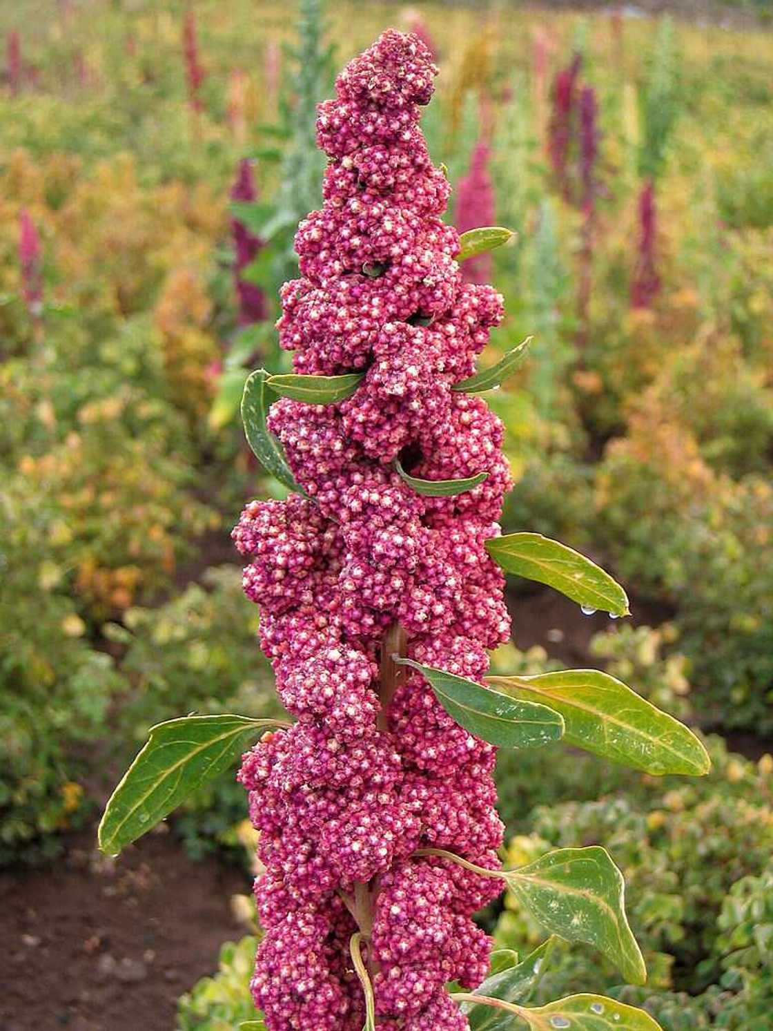 Réussissez la cuisson du quinoa et régalez-vous avec nos recettes Réussissez la cuisson du quinoa et régalez-vous avec nos recettes