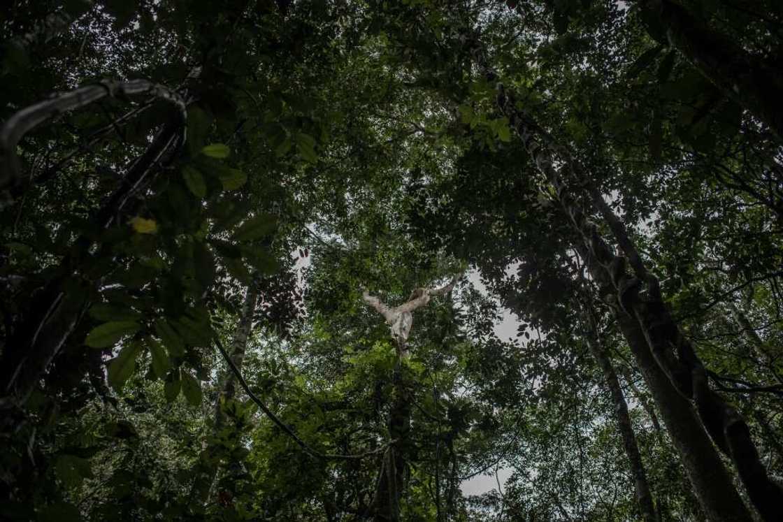DR Congo's rainforest is a wildlife haven and a carbon sink, storing climate-altering emissions from fossil fuels DR Congo's rainforest is a wildlife haven and a carbon sink, storing climate-altering emissions from fossil fuels