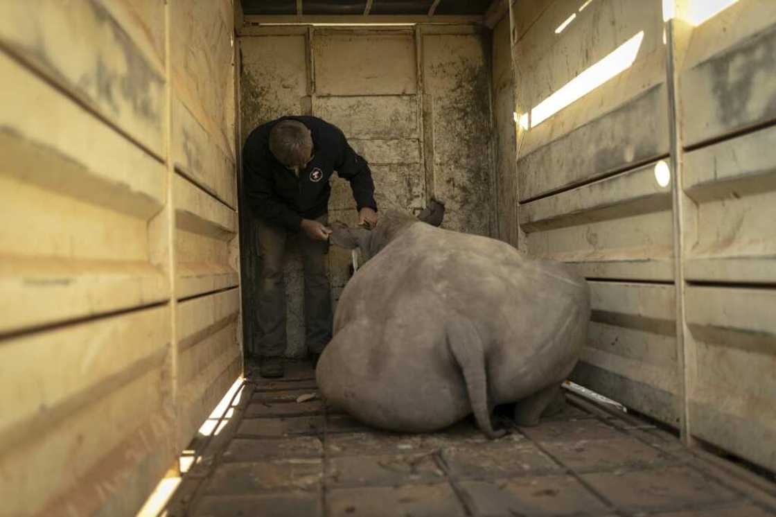 The young rhinos were given a sedative before they were transferred to their new home The young rhinos were given a sedative before they were transferred to their new home