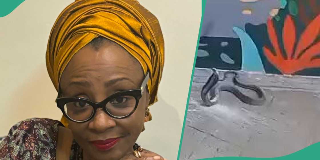 Cobra found at ex-Kaduna state governor El-Rufai's wife’s house. Cobra found at ex-Kaduna state governor El-Rufai's wife’s house.