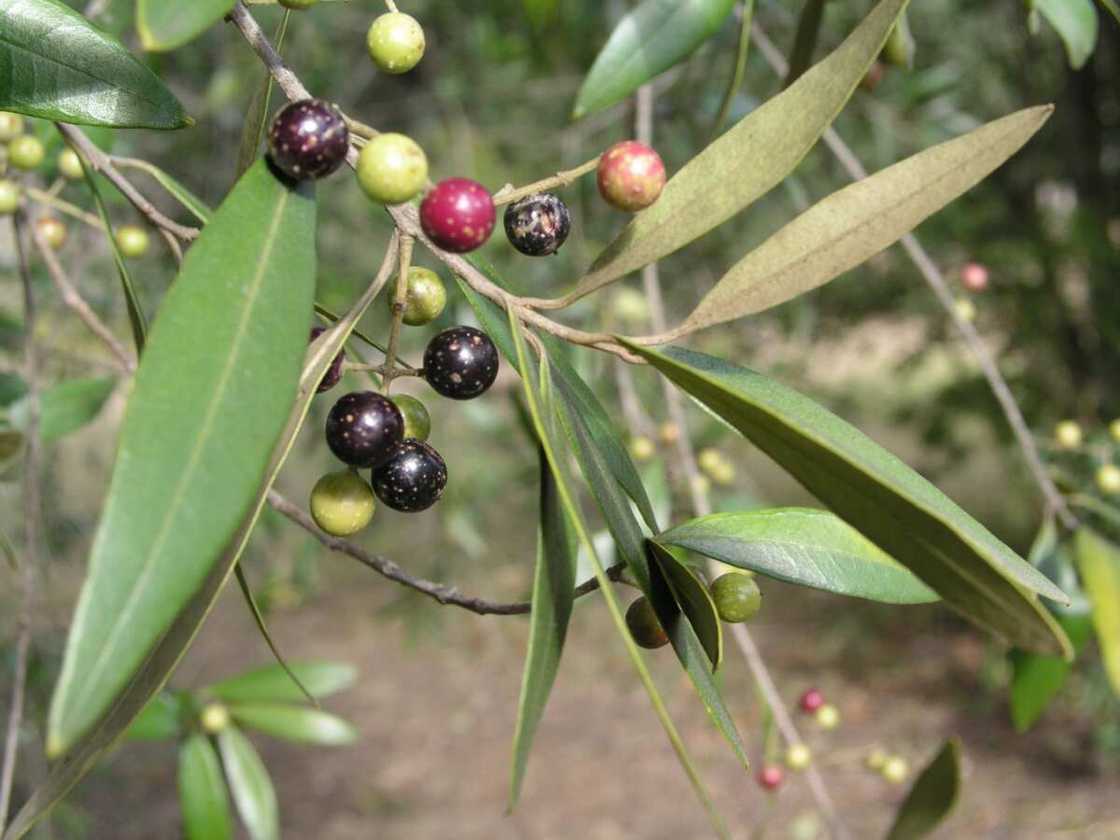 Olea europaea