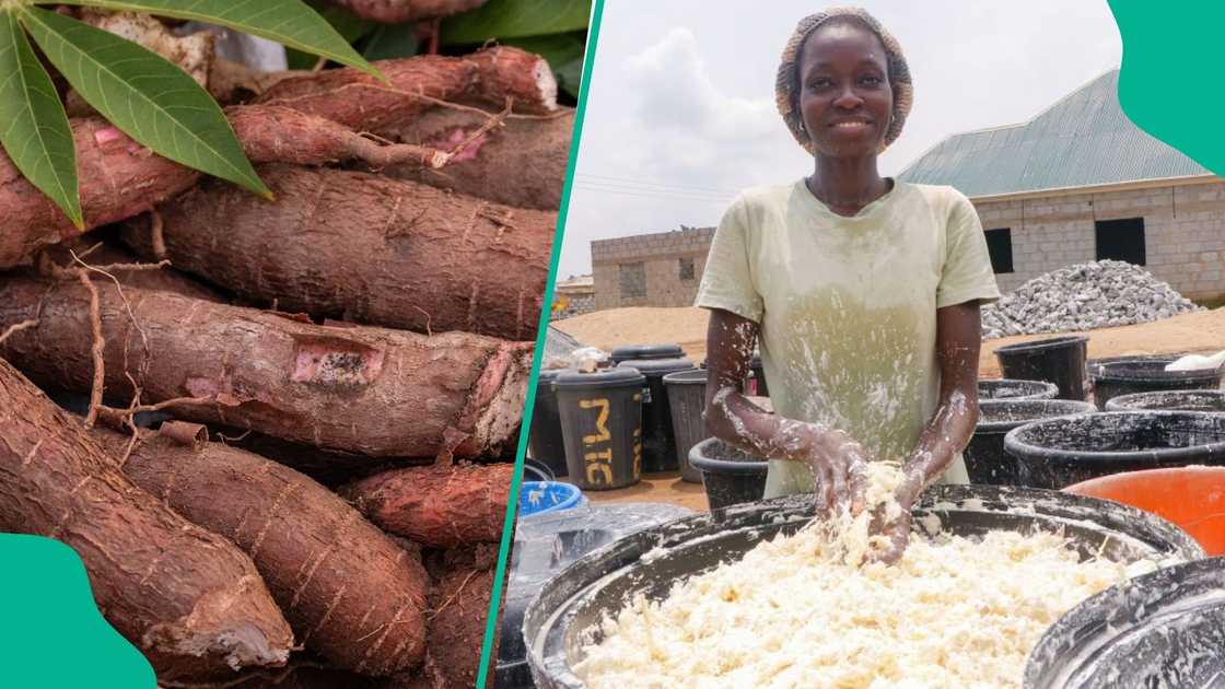A cassava farmer A cassava farmer