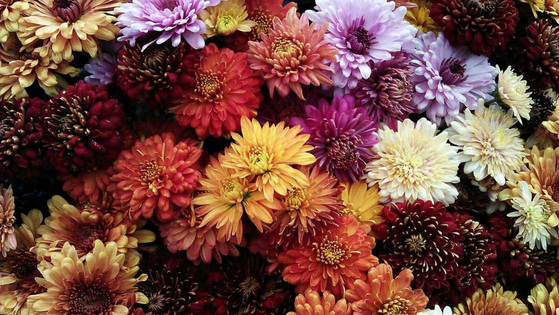 A bunch of assorted chrysanthemum flowers A bunch of assorted chrysanthemum flowers