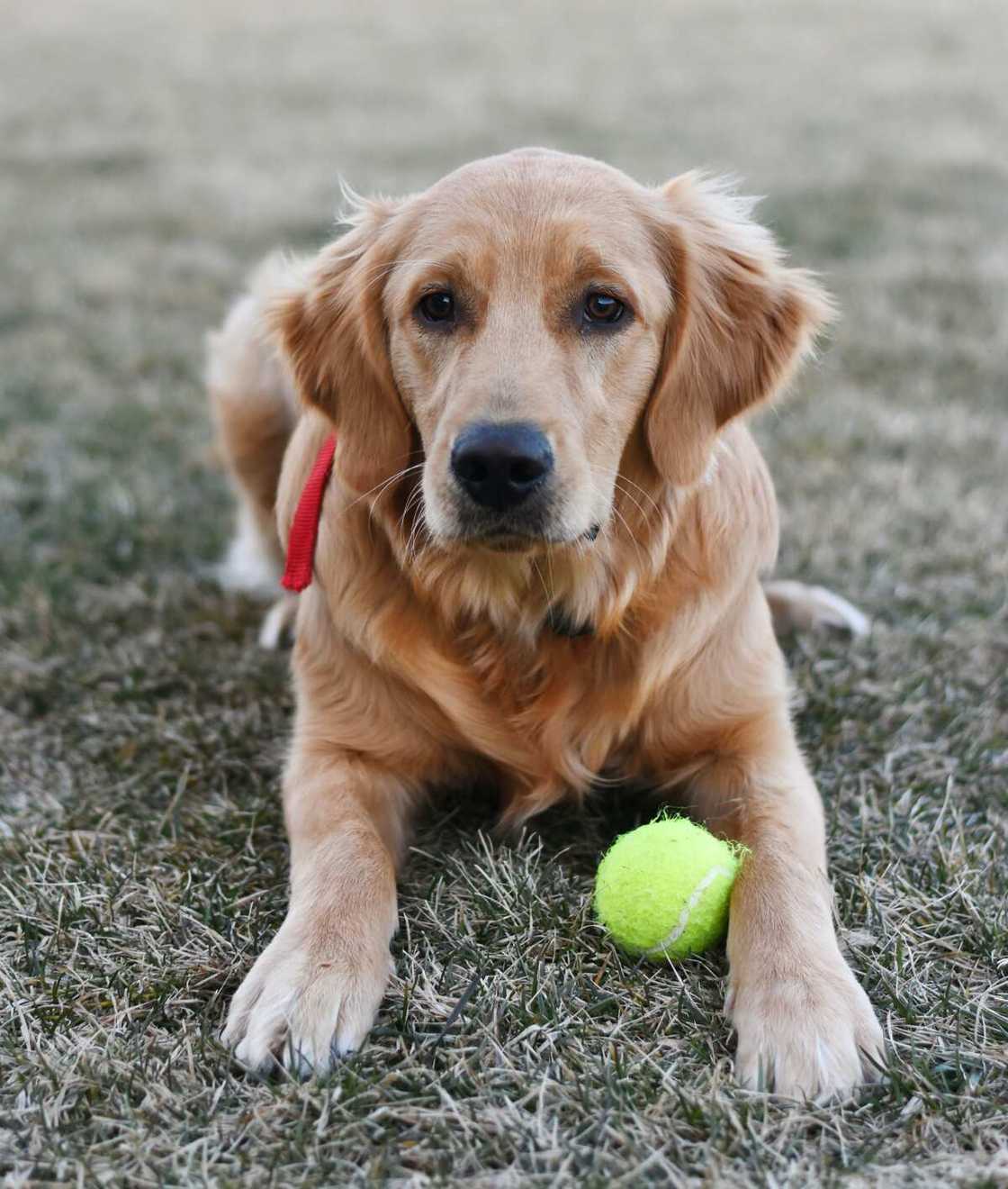 What does golden retriever boyfriend mean and where did it come from? -  Legit.ng