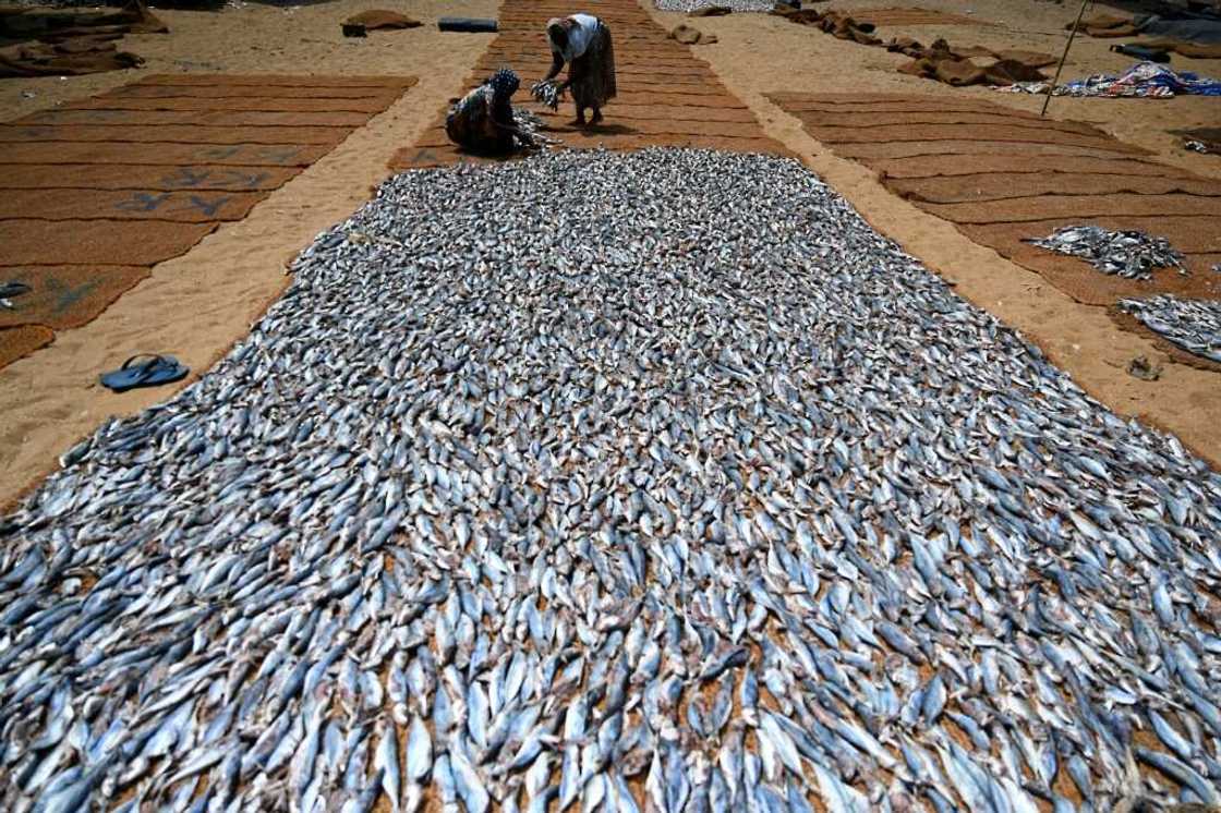 On average, people worldwide consume over 20 kilos (44 pounds) of aquatic foods per year today, more than double the amount 50 years ago On average, people worldwide consume over 20 kilos (44 pounds) of aquatic foods per year today, more than double the amount 50 years ago
