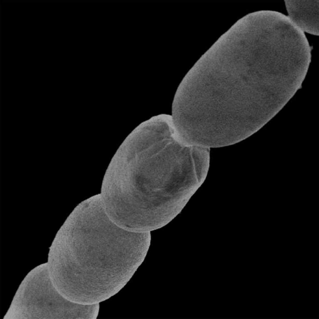 At up to two centimetres 'Thiomargarita magnifica' is around 5,000 times bigger than most bacteria At up to two centimetres 'Thiomargarita magnifica' is around 5,000 times bigger than most bacteria