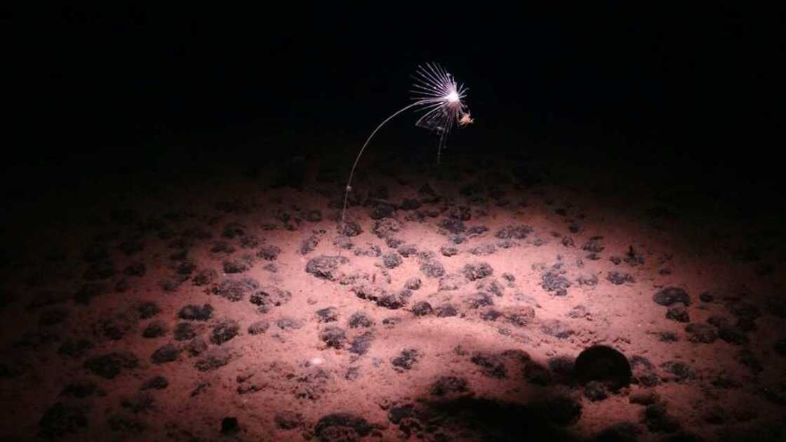 A handout image made available by the National Oceanography Centre shows a carnivorous sponge, Axoniderma mexicana, photographed during a recent expedition to the NE Pacific abyss and found in the Clarion-Clipperton Zone (CCZ) A handout image made available by the National Oceanography Centre shows a carnivorous sponge, Axoniderma mexicana, photographed during a recent expedition to the NE Pacific abyss and found in the Clarion-Clipperton Zone (CCZ)