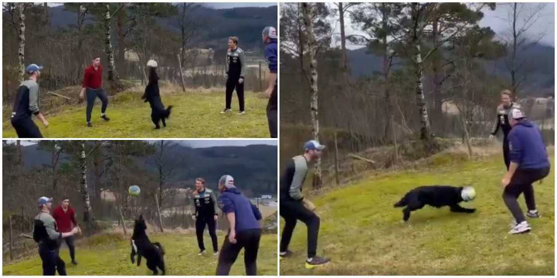 Dog juggles ball in the air in amazing showing of footballing skills, thrills the internet Dog juggles ball in the air in amazing showing of footballing skills, thrills the internet