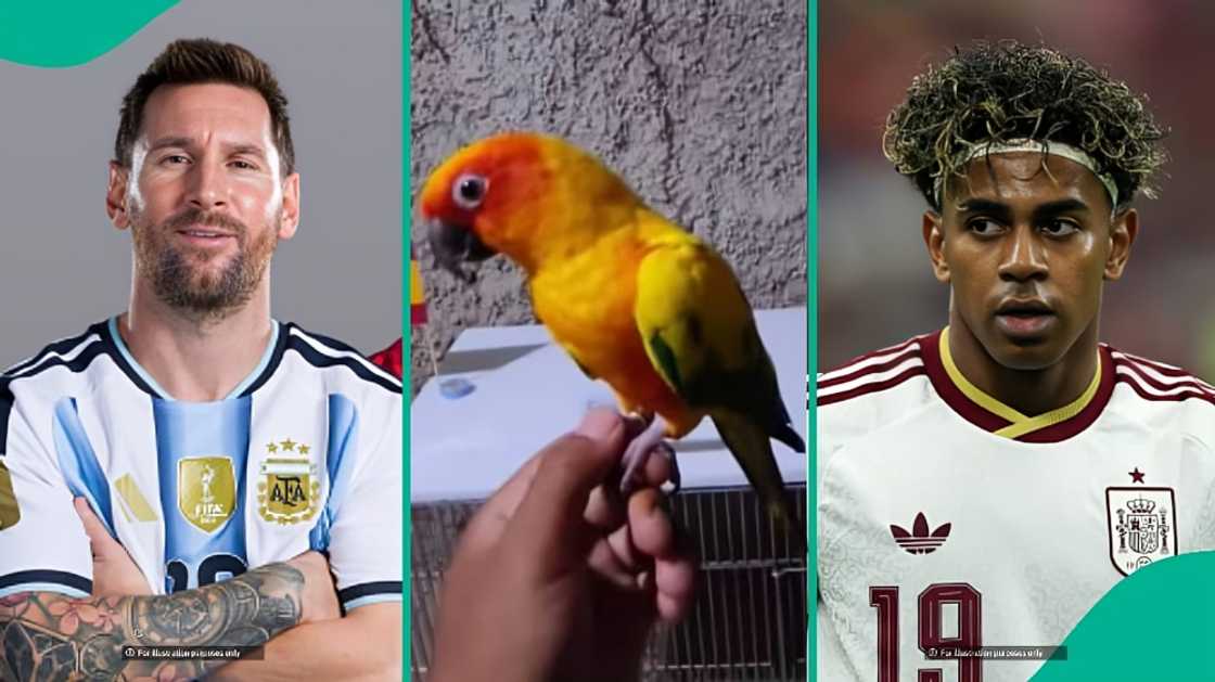 Parrot predicts 2026 FIFA World Cup final winner after choosing between Spain and Argentina