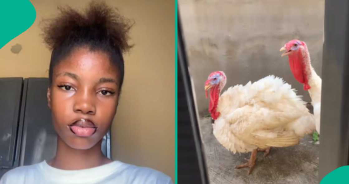 Lady displays two live turkeys that entered her compound. Lady displays two live turkeys that entered her compound.