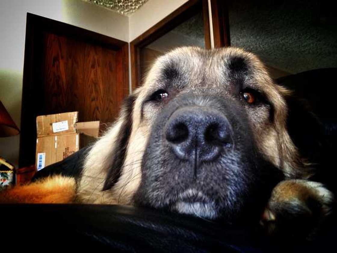 Anatolian Shepherd Anatolian Shepherd