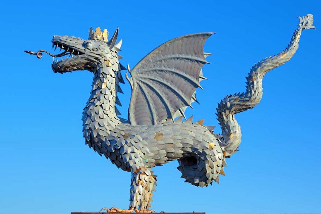 Dragon species Dragon species