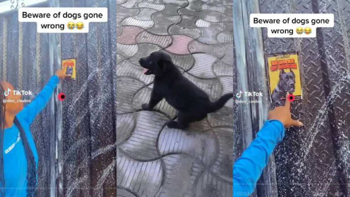 Lady finds out dogs in house is a small dog Lady finds out dogs in house is a small dog