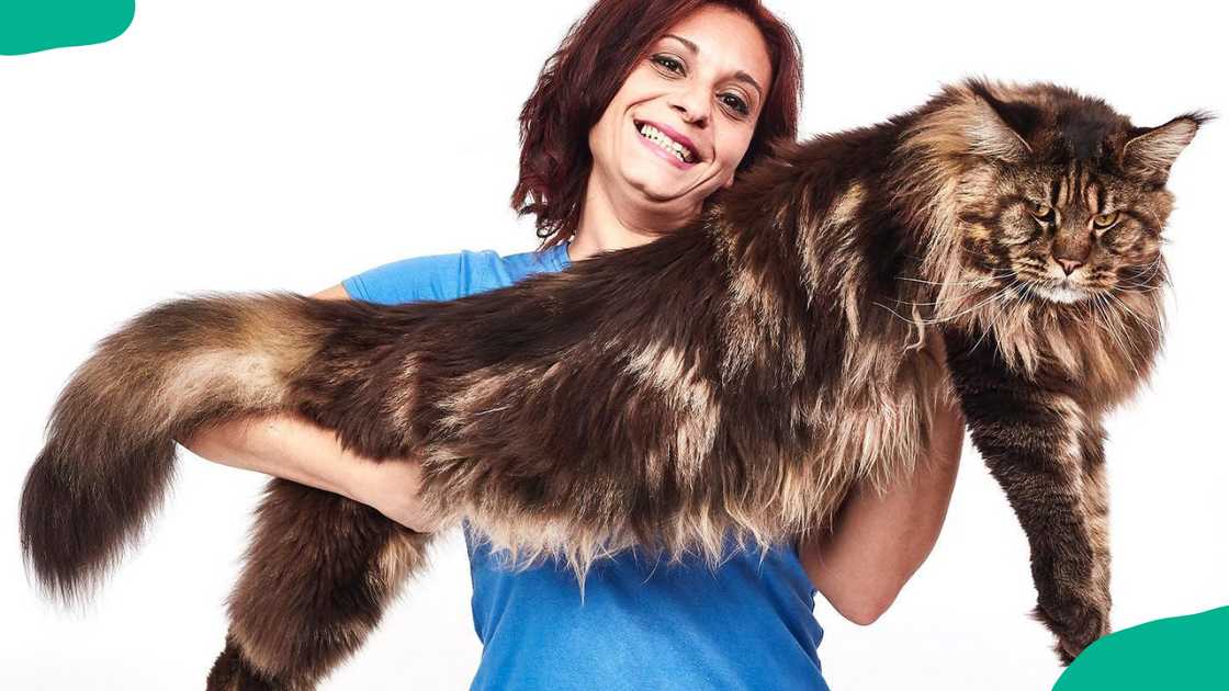 A young lady holding Barivel A young lady holding Barivel