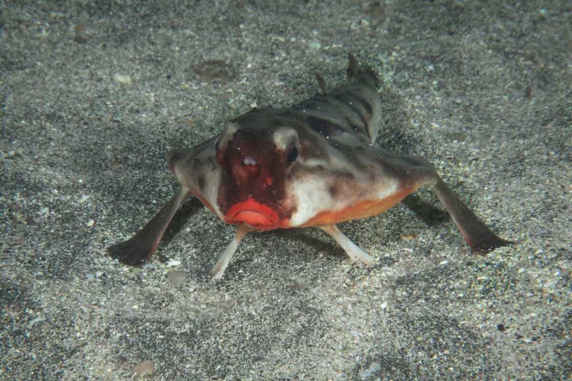 Red-lipped batfish