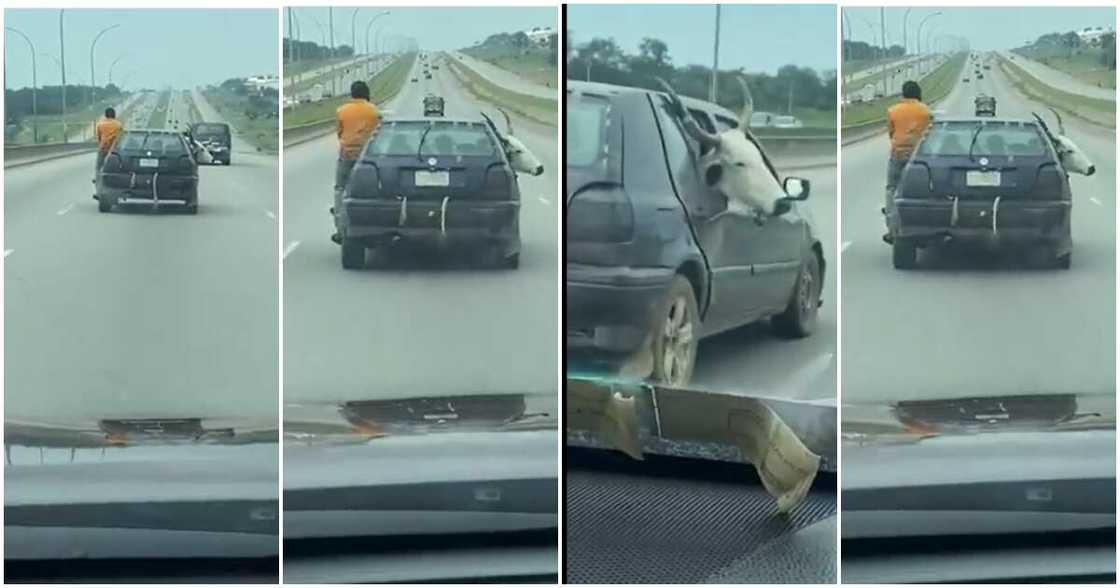 Cow, Hausa man, Abuja Cow, Hausa man, Abuja