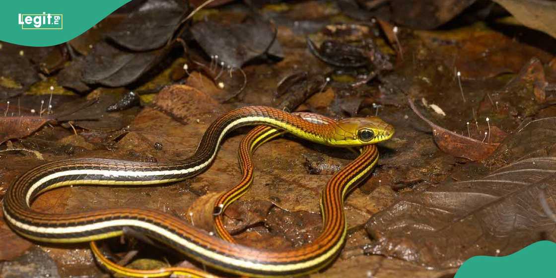 A non-venomous snake A non-venomous snake