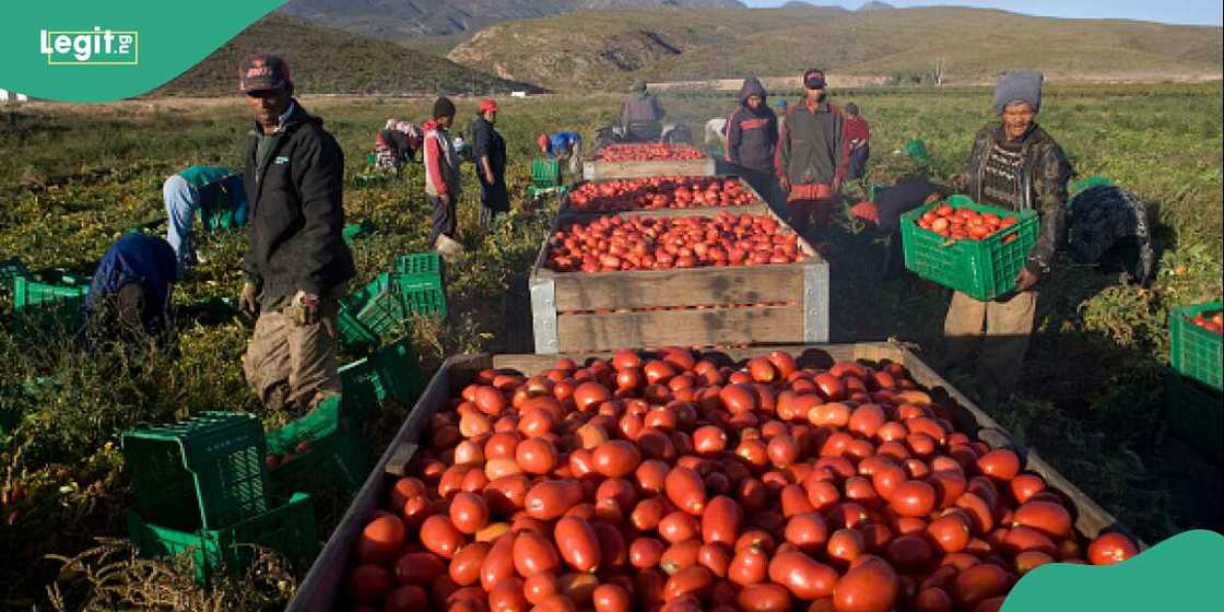 Nigerian government moves to address high cost of tomato