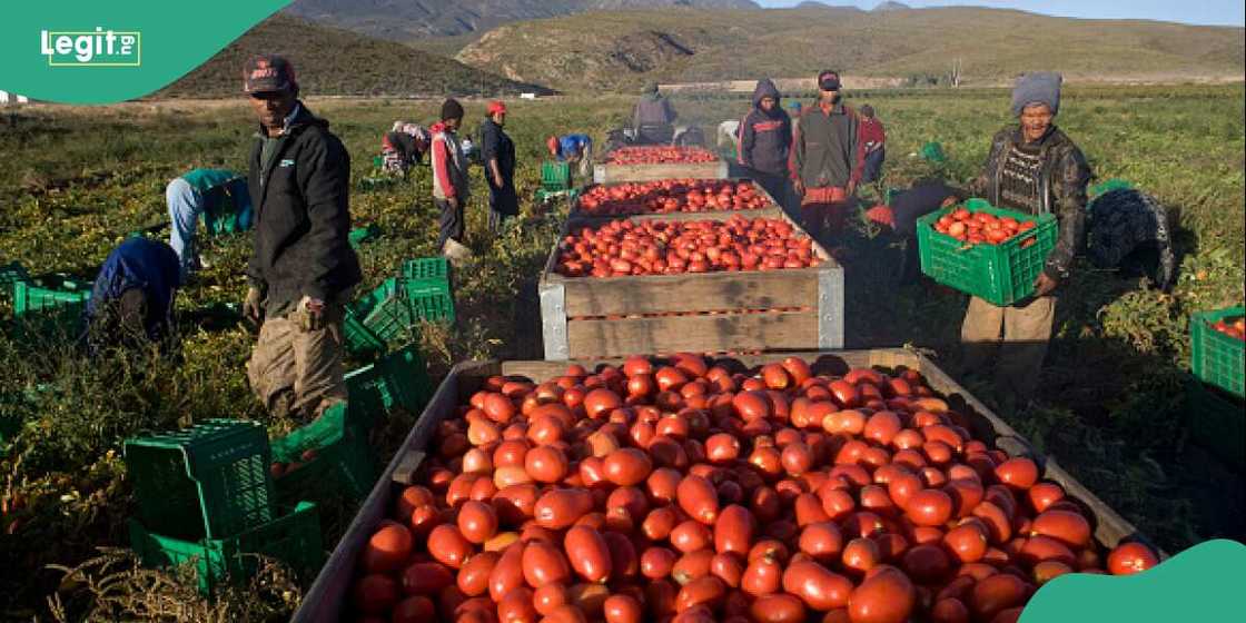 Nigerian government moves to address high cost of tomato Nigerian government moves to address high cost of tomato