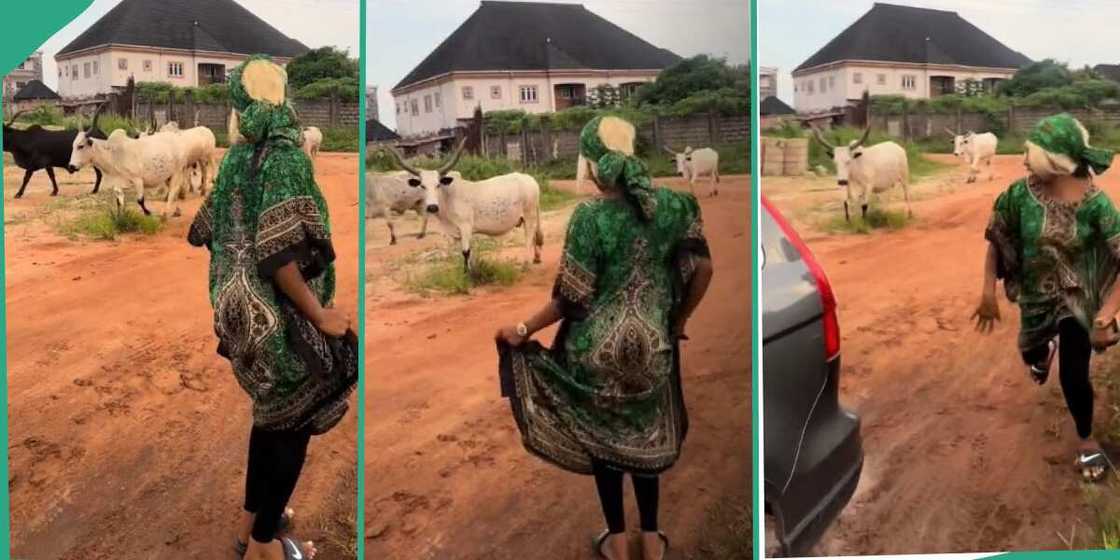 Zara, cow, lady dancing Zara, cow, lady dancing