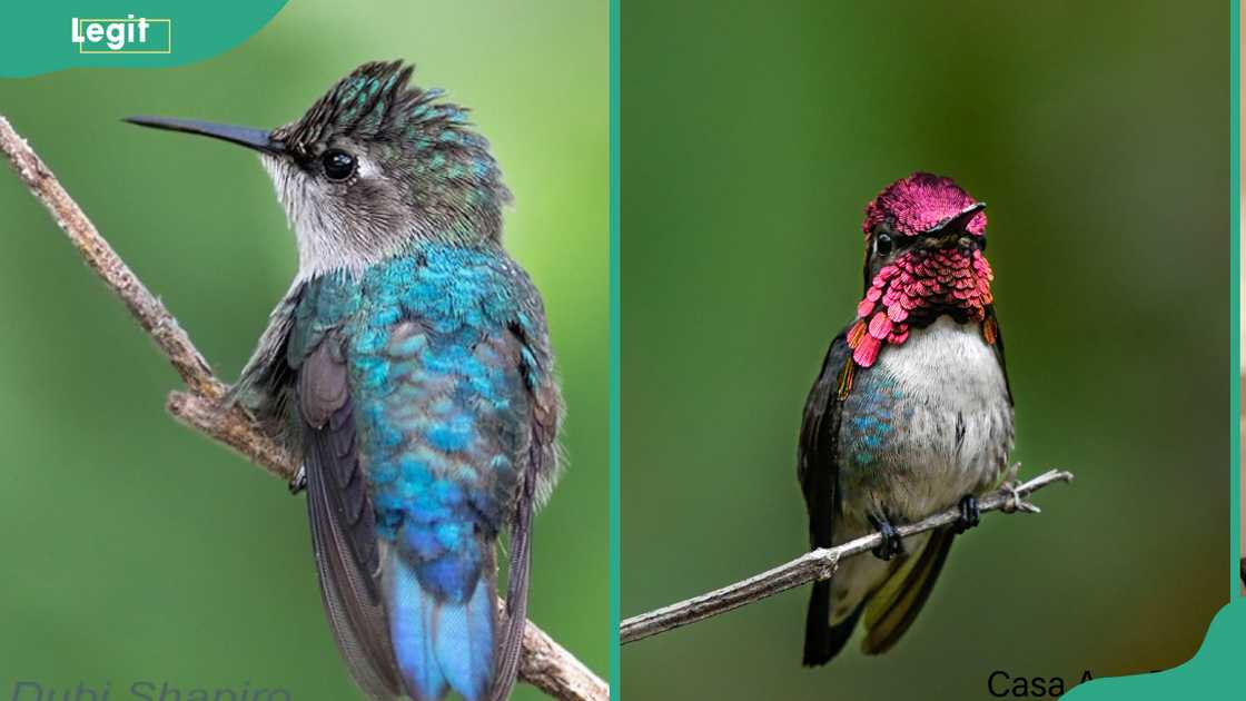 Bee hummingbird is the smallest bird in the world