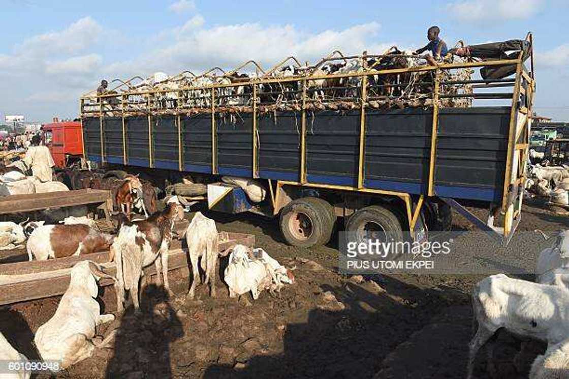 Jihar Legas ke cinye 50% na dabbobin da ake kiwo a Najeriya, gwamna jihar Jihar Legas ke cinye 50% na dabbobin da ake kiwo a Najeriya, gwamna jihar