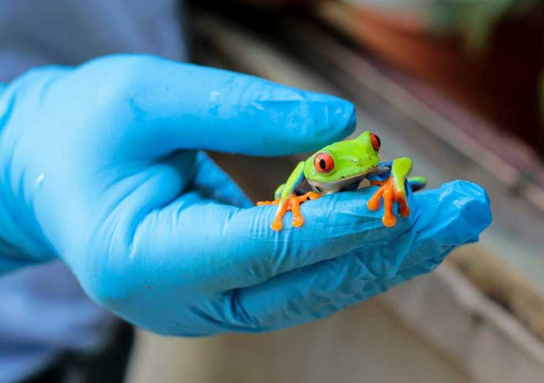 The Red-eyed tree frog is one of the species bred by Exotic Fauna in Nicaragua The Red-eyed tree frog is one of the species bred by Exotic Fauna in Nicaragua