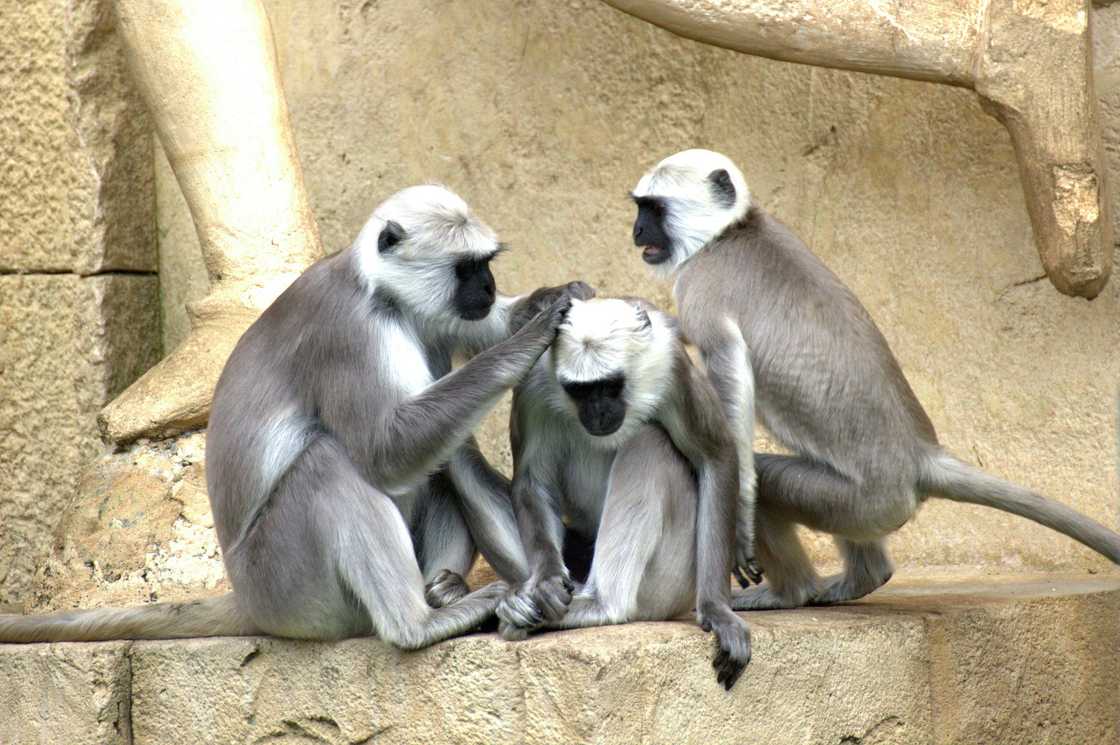 Three monkeys are sitting beside each other