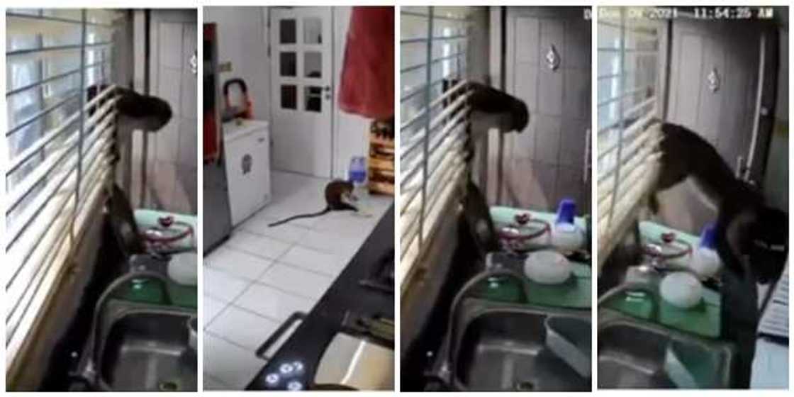 Hungry Monkeys Invade Homes in Lekki, Ransack Kitchens and Food Racks