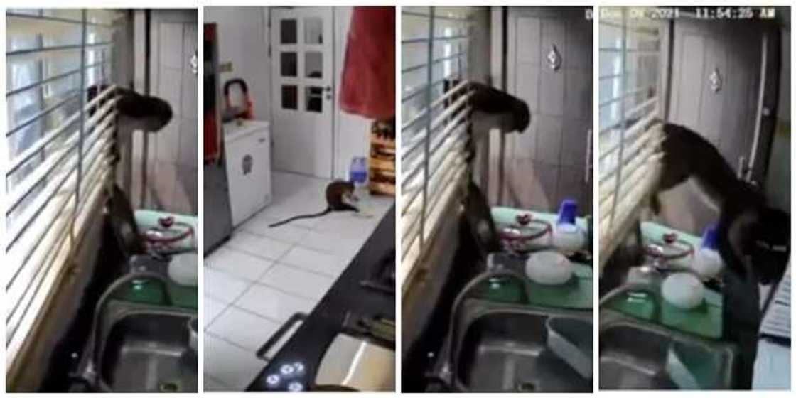 Hungry Monkeys Invade Homes in Lekki, Ransack Kitchens and Food Racks Hungry Monkeys Invade Homes in Lekki, Ransack Kitchens and Food Racks