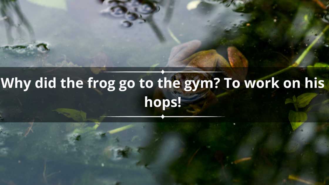 Hilarious frog puns one-liners