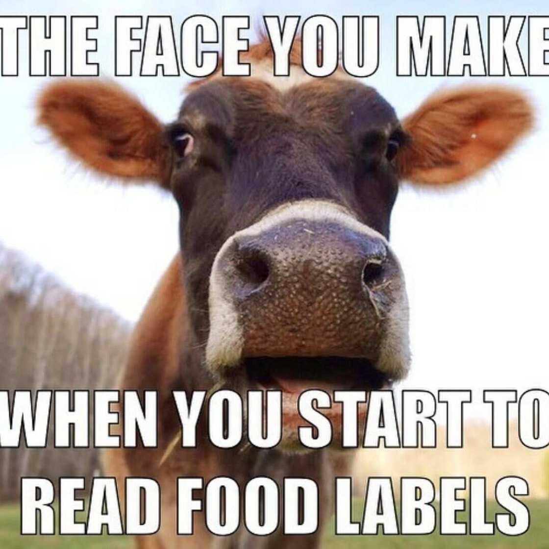 cow memes