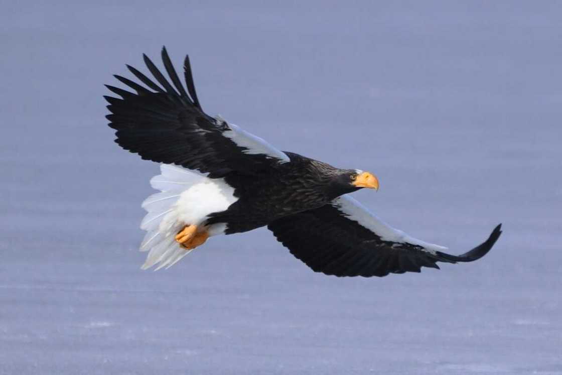 Steller’s Sea eagle flying in Lake Furen, Rausu, Hokkaido Steller’s Sea eagle flying in Lake Furen, Rausu, Hokkaido