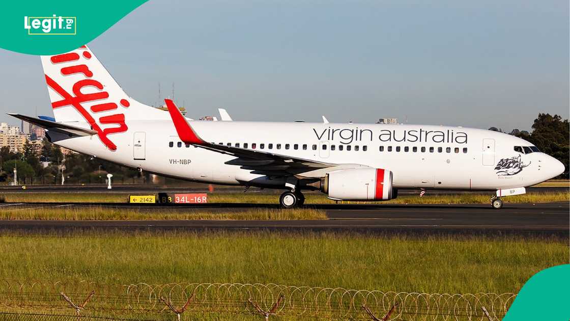 Snake catcher Mark Pelley admits snake probably got on plane in Australia via a passenger’s luggage. Snake catcher Mark Pelley admits snake probably got on plane in Australia via a passenger’s luggage.