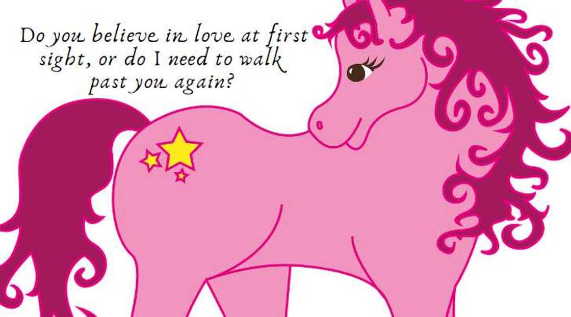horse funny horse funny