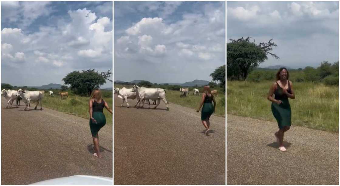 Photos of a lady chasing cows away from the road. Photos of a lady chasing cows away from the road.