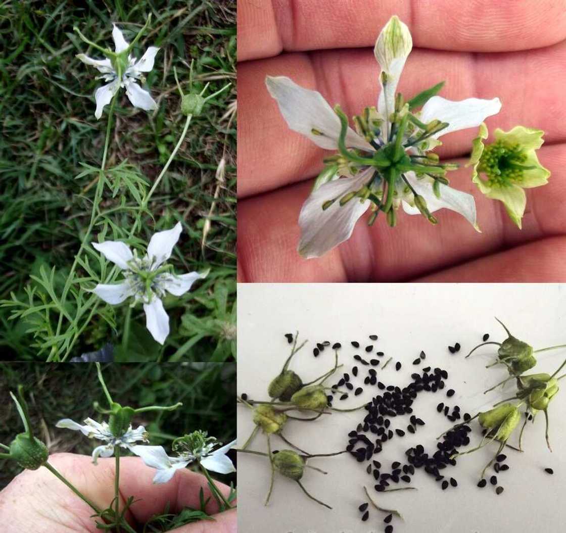 Nigella-Sativa-Black-Seed-Cumin-Fennel-Flower-Seeds Nigella-Sativa-Black-Seed-Cumin-Fennel-Flower-Seeds