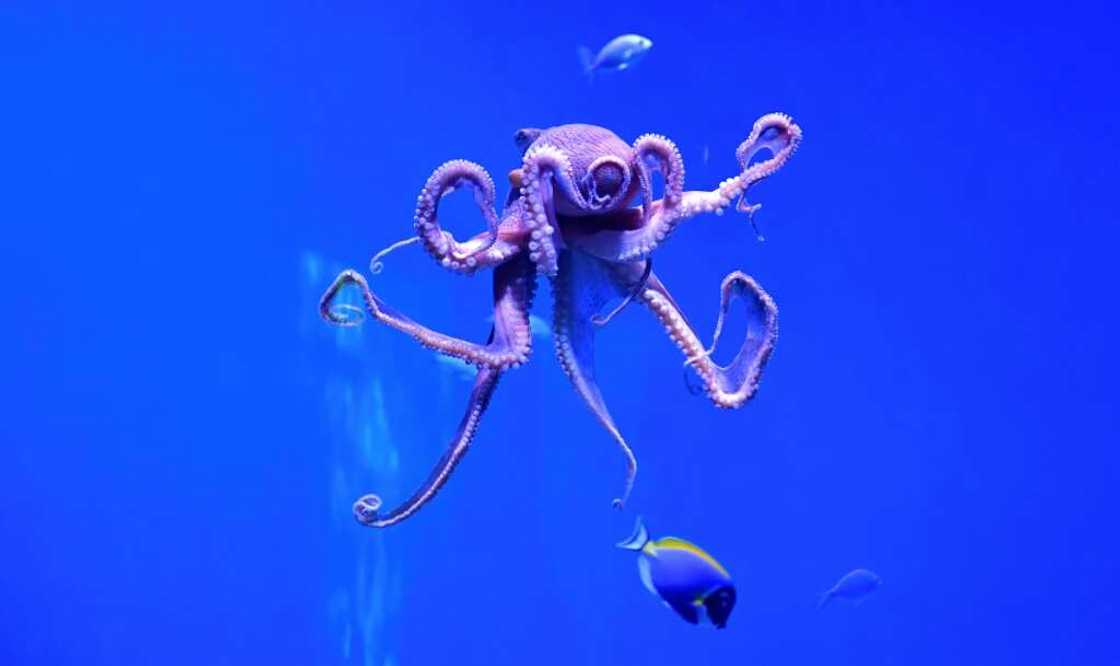 At least one-third of wild fish stocks are overfished, said Kathryn Matthews, chief scientist for US-based NGO Oceana At least one-third of wild fish stocks are overfished, said Kathryn Matthews, chief scientist for US-based NGO Oceana