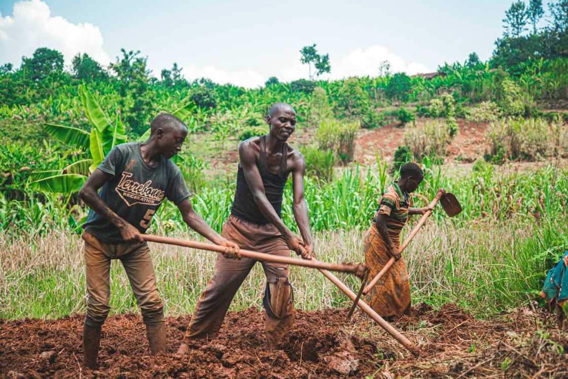 Problems of agriculture in Nigeria Problems of agriculture in Nigeria