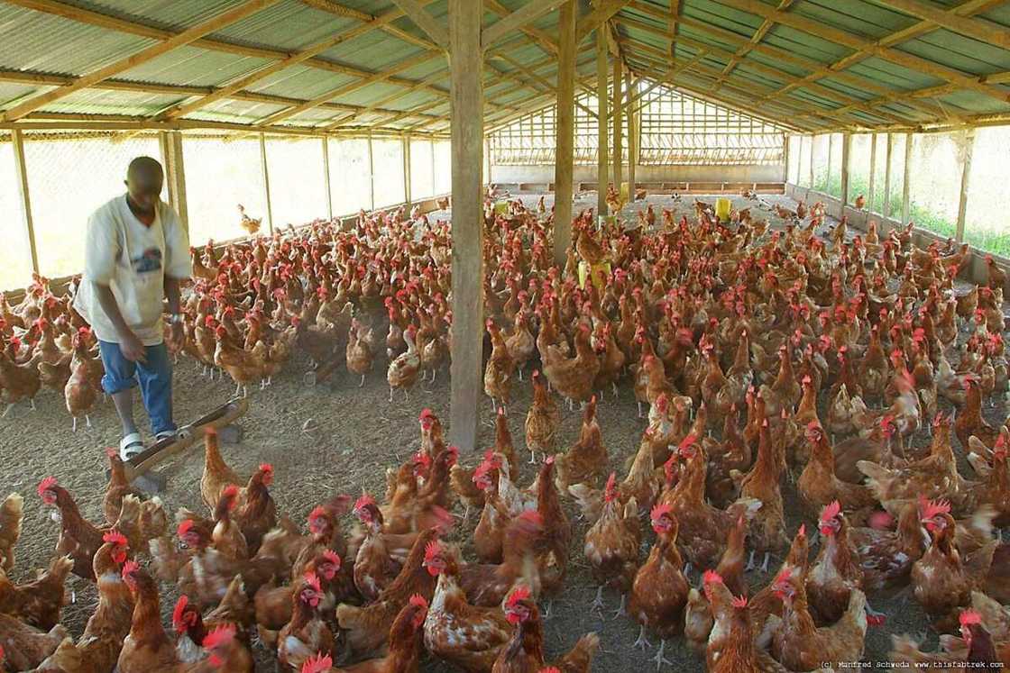 Bank loans: Poultry farmers cry out, recount losses in 2020 after poor Christmas outing