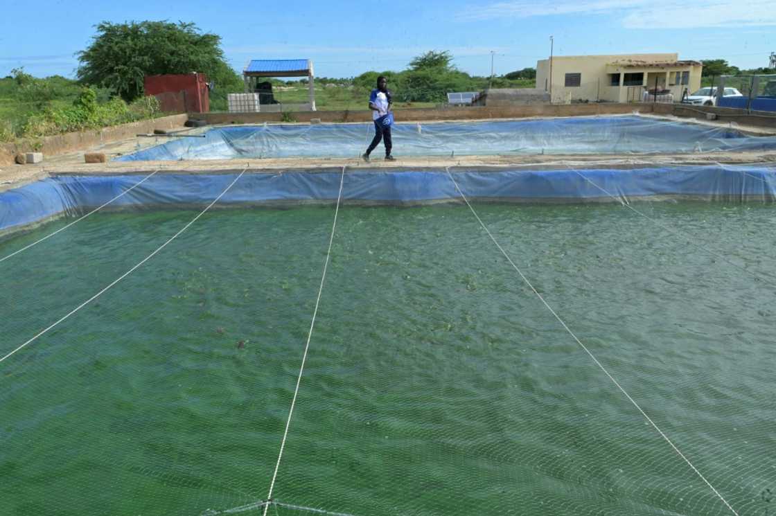 Fish accounts for over 70 percent of household protein intake in Senegal Fish accounts for over 70 percent of household protein intake in Senegal