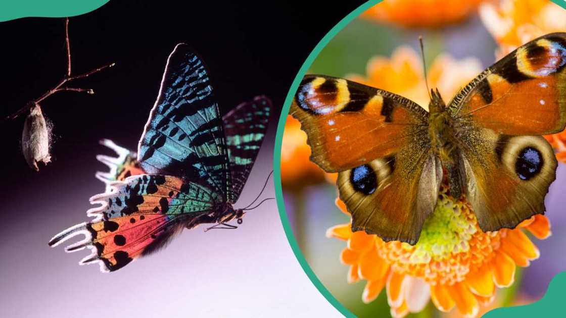 30+ facts about butterflies: interesting fluttering tidbits